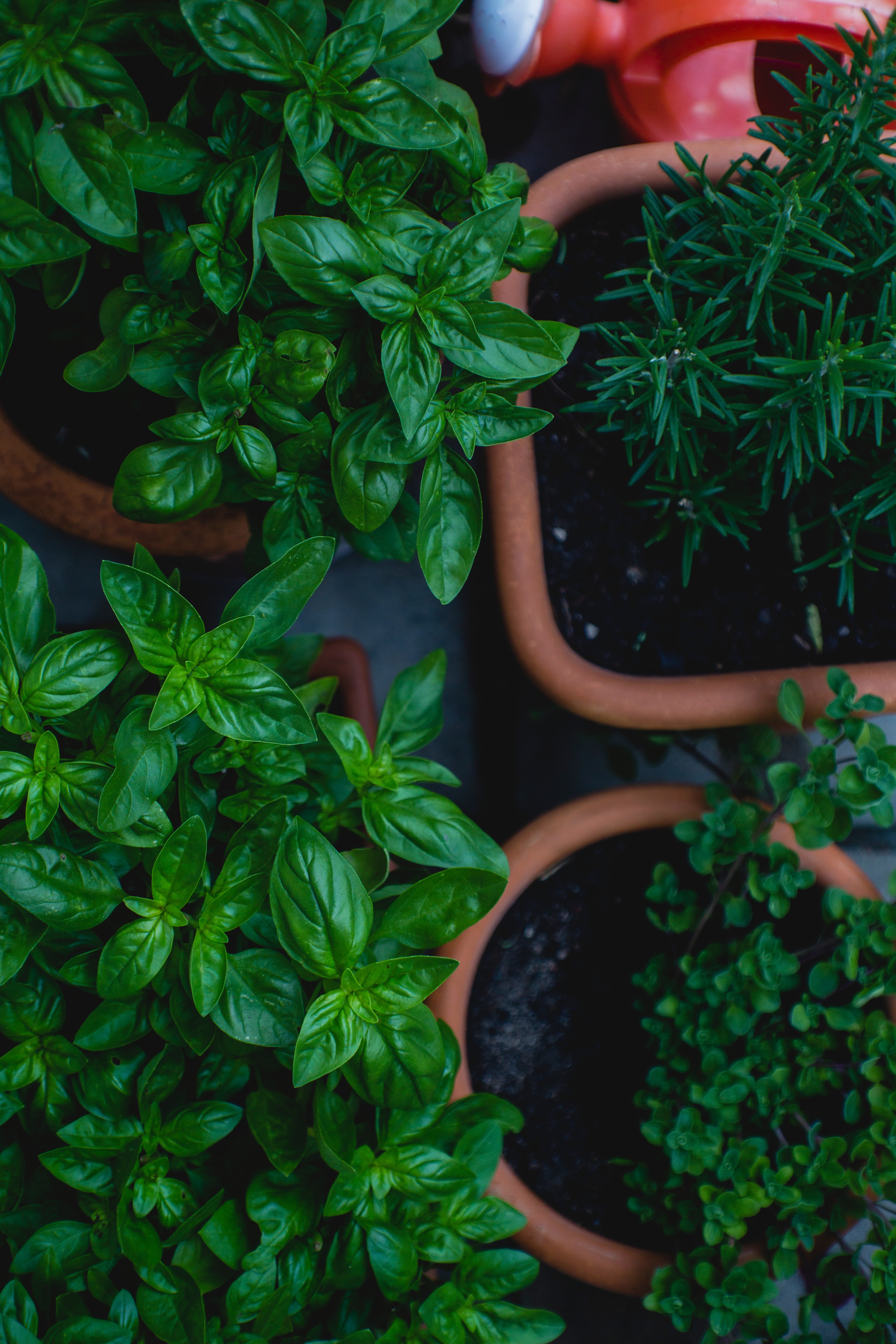 Garden Herbs