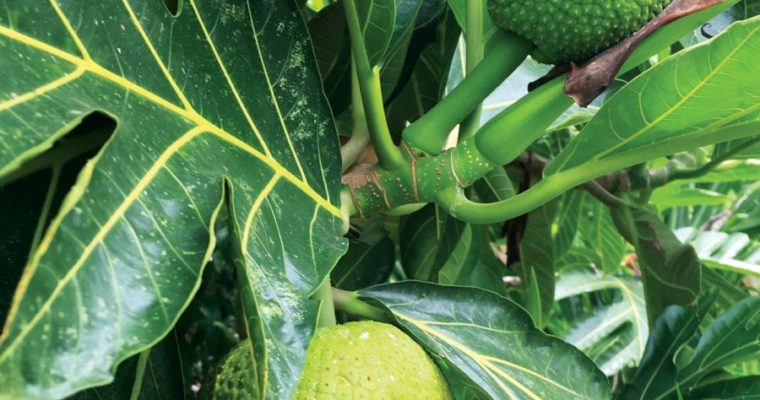 Exotic Food Finds: The Breadfruit