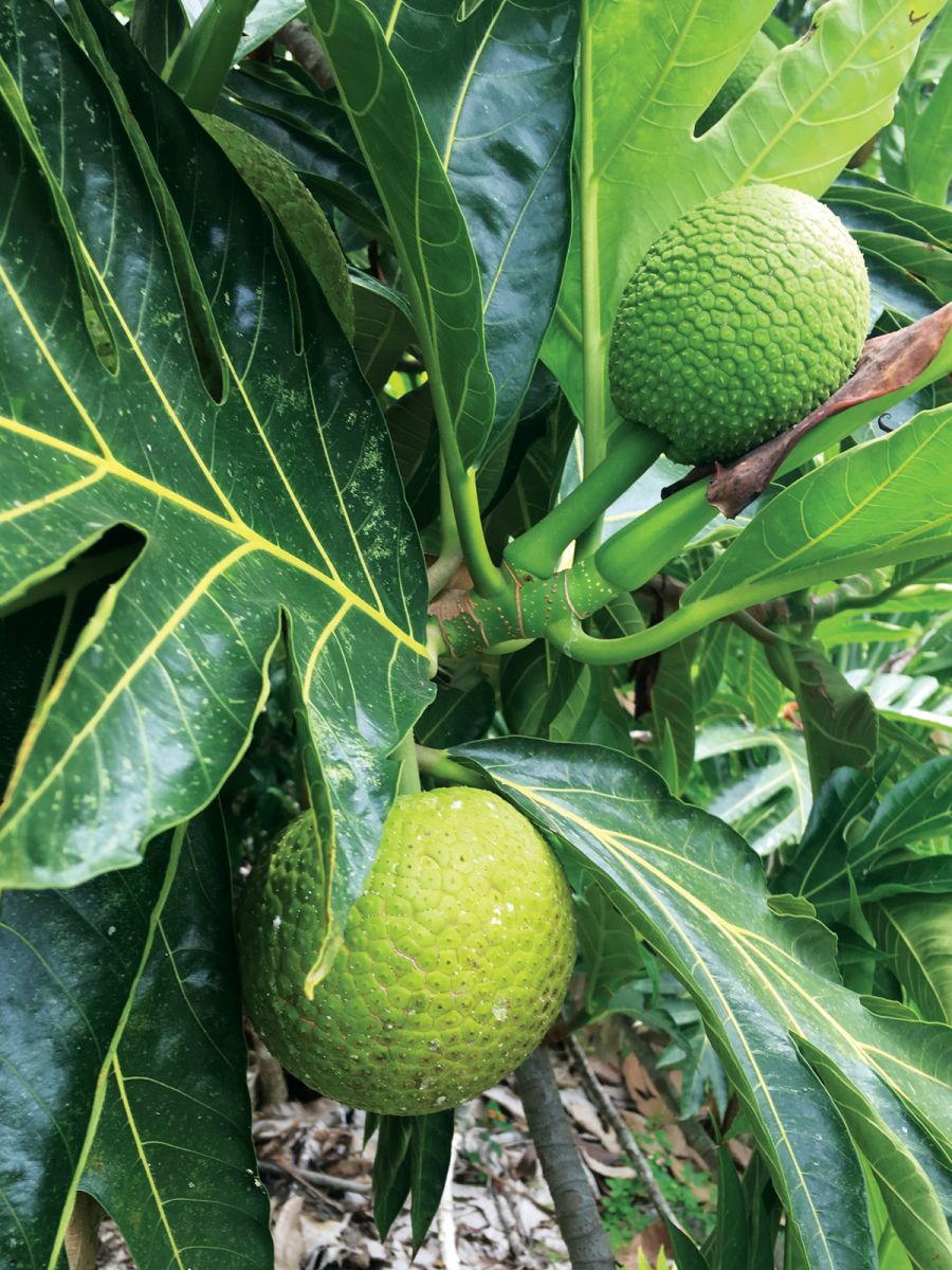 Exotic Food Finds: The Breadfruit