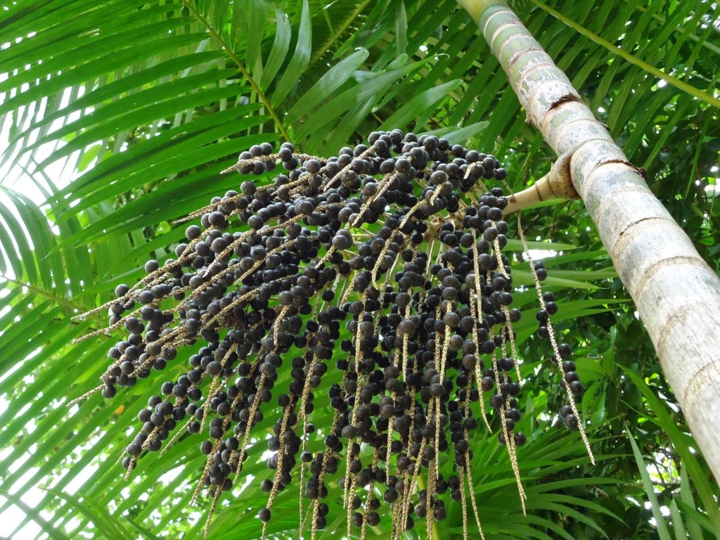 Acai berry palm tree 