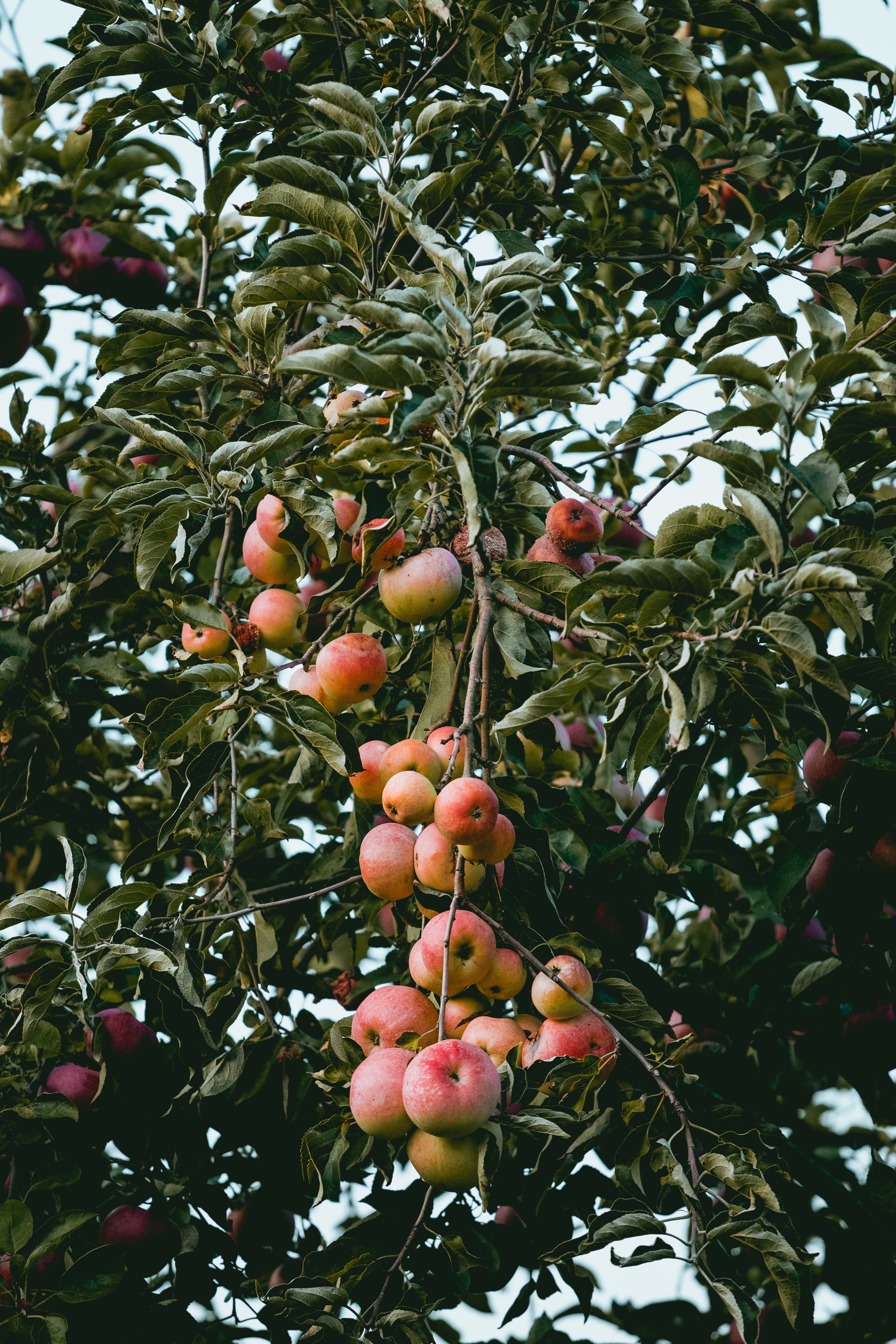 Apple Tree